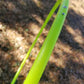 UV Coconut Lime Polypro Bare Hoop 5/8